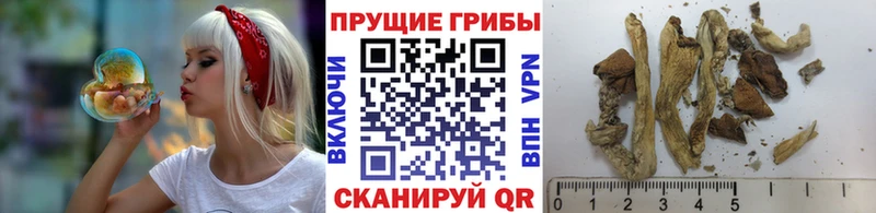 Купить  Канск  Псилоцибиновые грибы мухоморы 